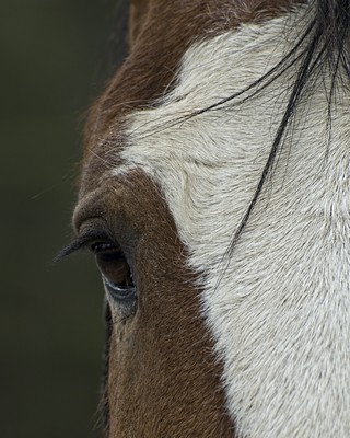 DSC_5262.jpg